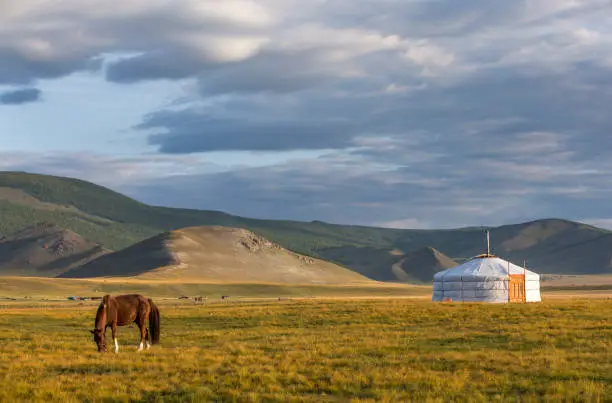 mongolian horses in a landscape of northern Mongolia