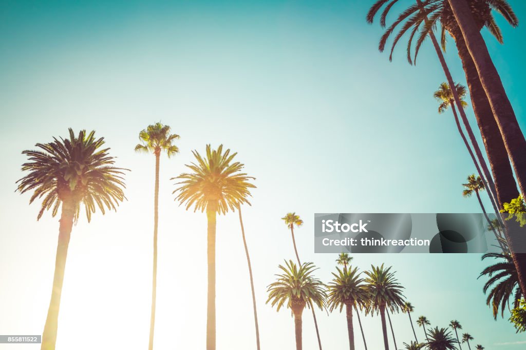 California Beverly Hills Luxury Lifestyle Rodeo Drive in Beverly Hills Palm Trees, bordering Hollywood California. Point of view photo of celebrity luxury lifestyle in the summer. Palm Tree Stock Photo