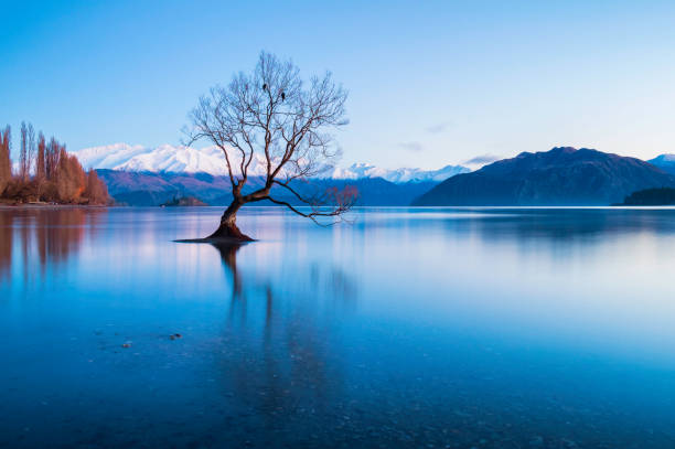 istock Dawn And The Tree At Lake Wanaka In New Zealand 855814932