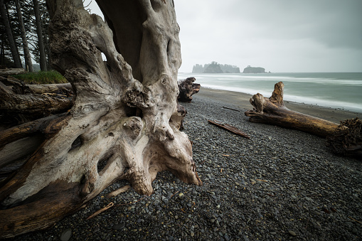Woman Standing, Olympic National Forest, Man Standing, La Push Beach, National Park, Forks, Washington, Pacific, Ocean, Pacific North West, Sun, Daytime, Beach,