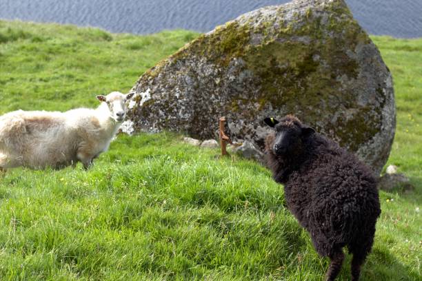 istock The nature in the Faroe Islands 855819700
