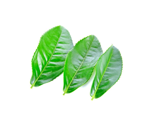 istock fresh tea leaves isoalted on the white background 855820274