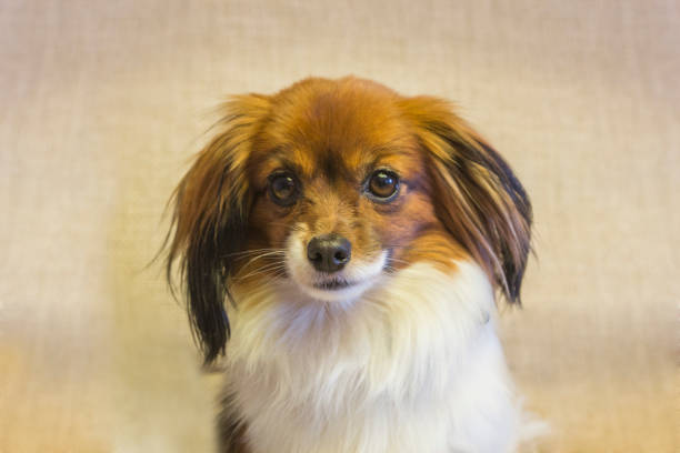 istock Papillon (fallen) dog in front of white background 855820390