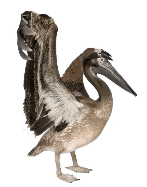 istock Young pelican, 2 months old, in front of white background 855823696