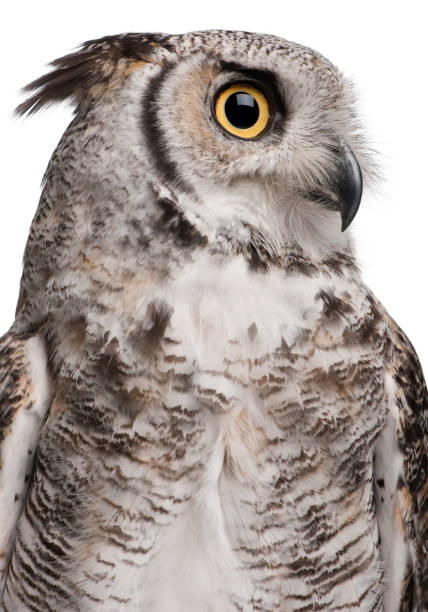 istock Great Horned Owl, Bubo Virginianus Subarcticus 855824000