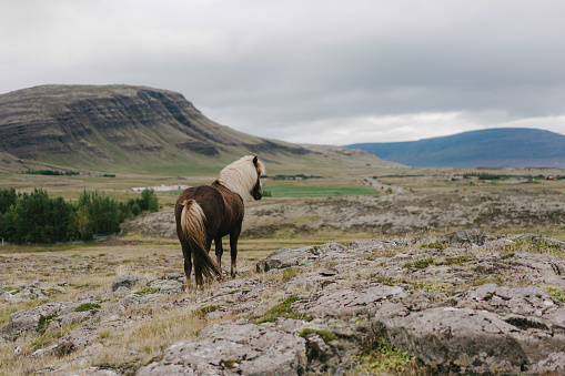 Icelandic horse walking  on the meadow in  mountains in Iceland
