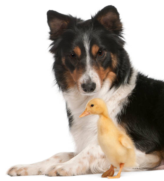 istock Border Collie playing with duckling, 1 week old, in front of white background 855824130