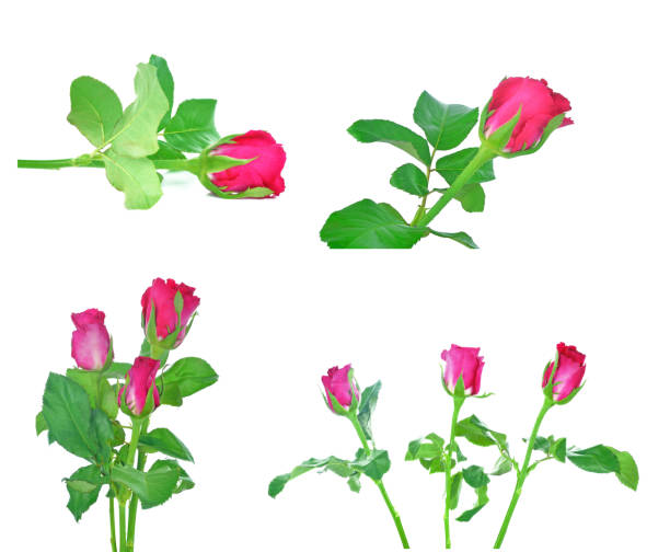 istock Set of Single beautiful red rose isolated on white background 855824174