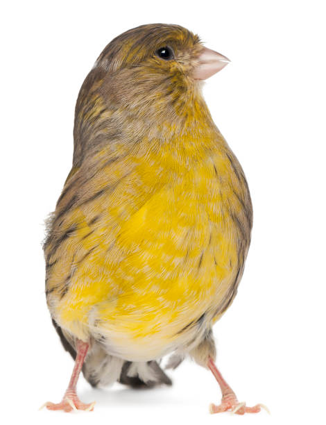 istock Atlantic Canary, Serinus canaria, 2 years old, in front of white background 855824588
