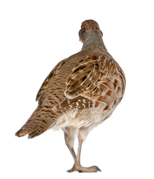 istock Grey Partridge, Perdix perdix, also known as the English Partridge, Hungarian Partridge, or Hun, a game bird in the pheasant family, standing in front of white background 855824712
