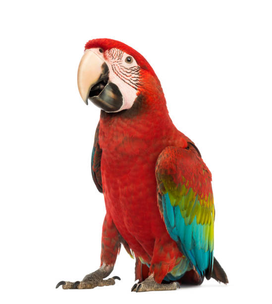 Green-winged Macaw, Ara chloropterus, 1 year old, in front of white background