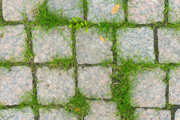 istock The pavement surface of the bricks with green grass between blocks, 855825424