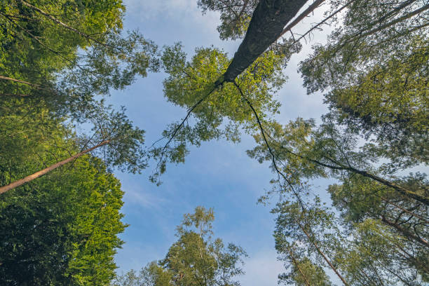 istock Tree with green leaves in deciduous forest with blue sky. Seen from below. 855825696