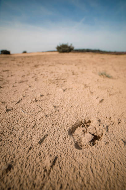 primer plano de la impresión de la pata del ciervo en la arena. - paw print animal track dirt track fotografías e imágenes de stock