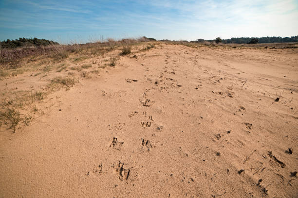 rastro de pata grabados de ciervos rojos en arena. - paw print animal track dirt track fotografías e imágenes de stock