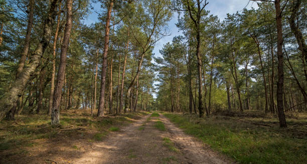 istock Country road in forest on sunny day. Panorama shot. 855825892