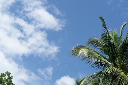Coconut palm tree into the blue and white sky