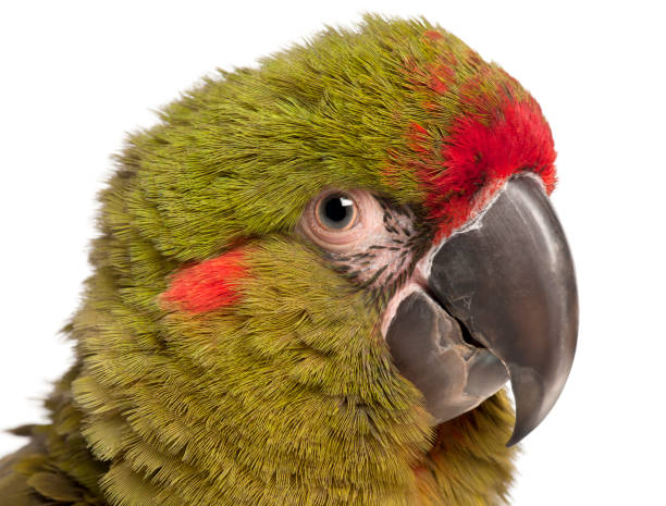 istock Close-up of Red-fronted Macaw, Ara rubrogenys, 6 months old, 855829060