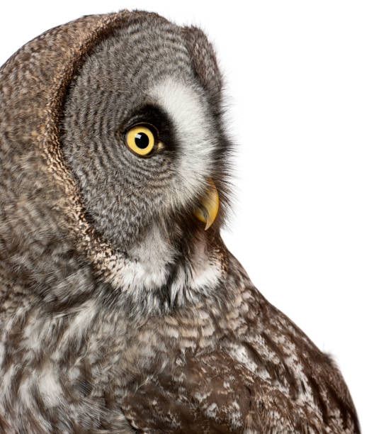 close up of great grey owl or lapland owl, strix nebulosa, a very large owl, in front of white background - great white owl imagens e fotografias de stock