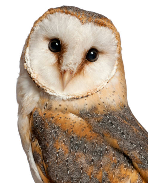흰색 배경 앞 헛간 올빼미, tyto 알바의 초상화 - barn owl 뉴스 사진 이미지