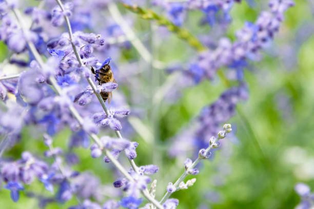 Side Angle View Of Bee Collecting Pollen From Russian Sage Flowers Or Perovskia Atriplicifolia stock photo