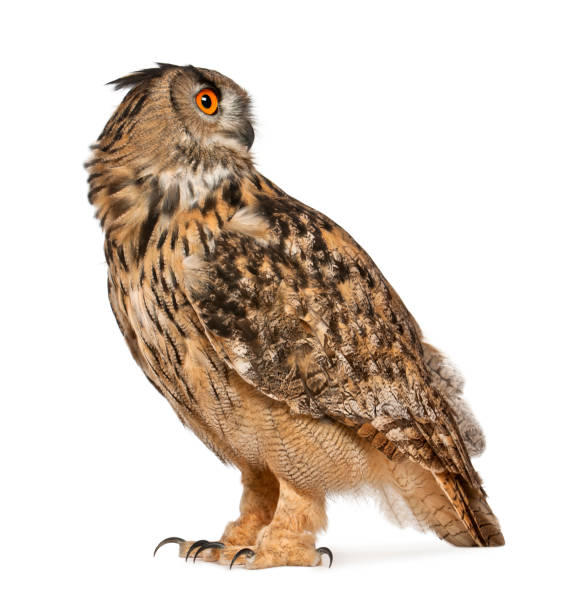 istock Eurasian Eagle-Owl, Bubo bubo, a species of eagle owl, standing in front of white background 855829526