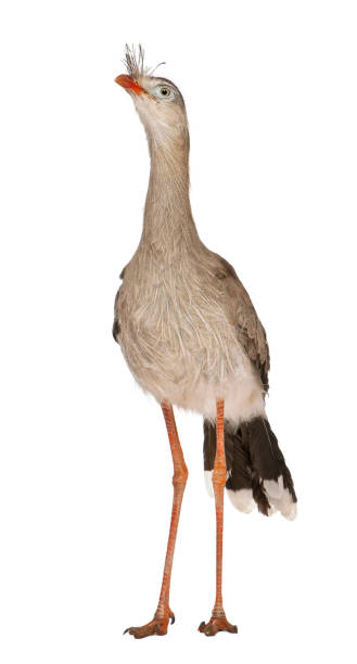istock Red-legged Seriema or Crested Cariama, Cariama cristata, standing in front of white background 855829794