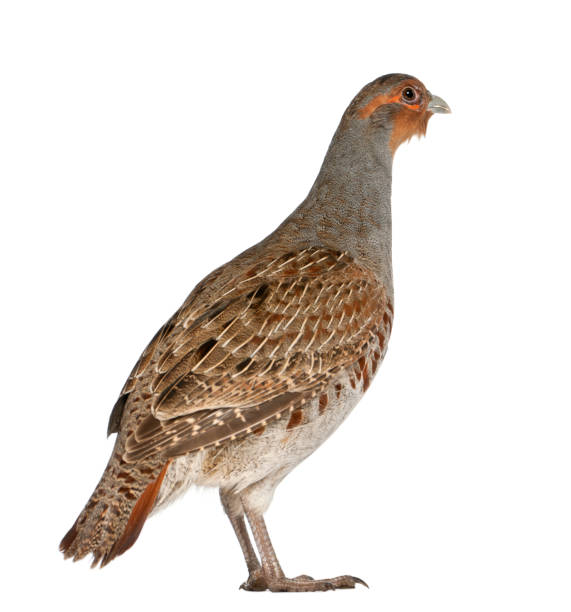 istock Grey Partridge, Perdix perdix, also known as the English Partridge, Hungarian Partridge, or Hun, a game bird in the pheasant family, standing in front of white background 855830086