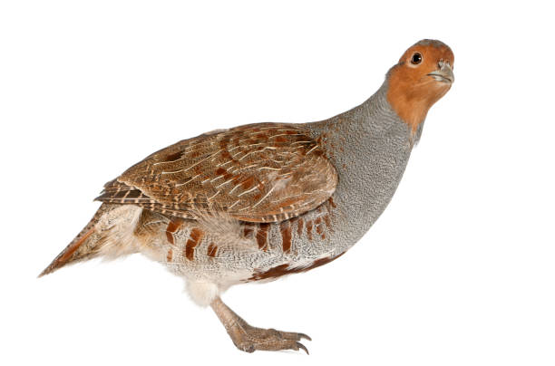 Portrait of Grey Partridge, Perdix perdix, also known as the English Partridge, Hungarian Partridge, or Hun, a game bird in the pheasant family, standing in front of white background Portrait of Grey Partridge, Perdix perdix, also known as the English Partridge, Hungarian Partridge, or Hun, a game bird in the pheasant family, standing in front of white background perdix stock pictures, royalty-free photos & images