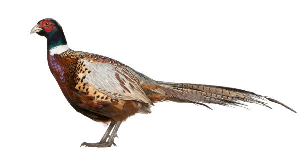 istock Male American Common Pheasant, Phasianus colchicus, standing in front of white background 855831992