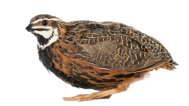 istock Female Harlequin Quail, Coturnix delegorguei, with its beak broken against white background 855832294