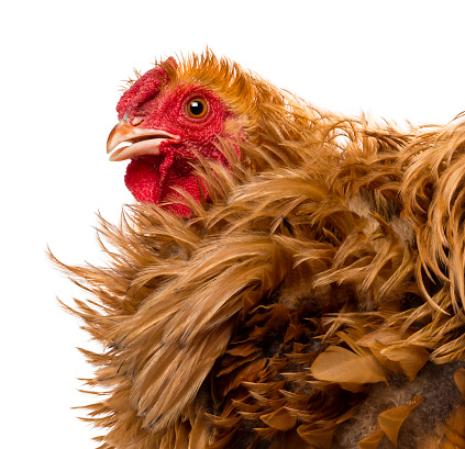 Crossbreed rooster, Pekin and Wyandotte, close up against white background