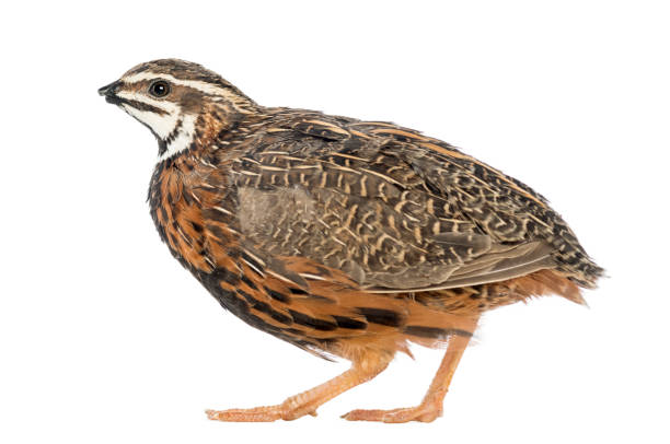 istock Female Harlequin Quail, Coturnix delegorguei, with its beak broken against white background 855832368