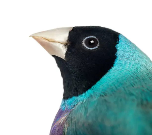 Close-up of a Gouldian Finch, Erythrura gouldiae, against white background