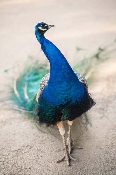 istock Peacock male outdoors 855832434