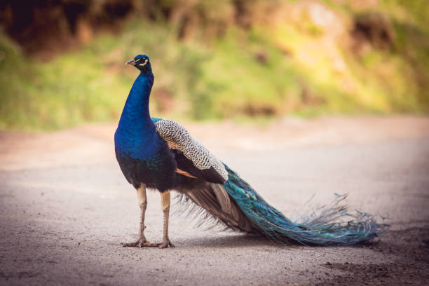 istock Peacock male outdoors 855832440
