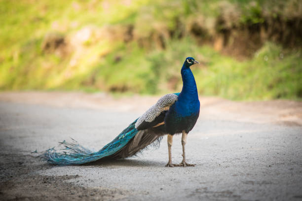 Peacock male outdoors