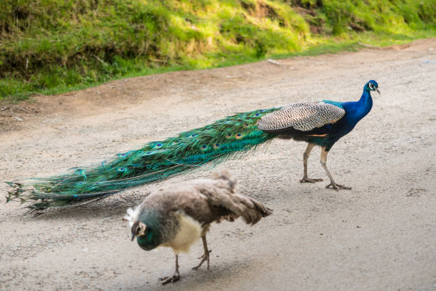 istock Two peacocks in the garden 855832498
