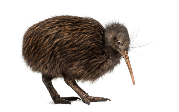 istock North Island Brown Kiwi, Apteryx mantelli 855832592