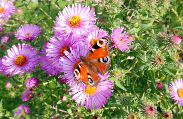 istock Butterfly and flowers 855832958