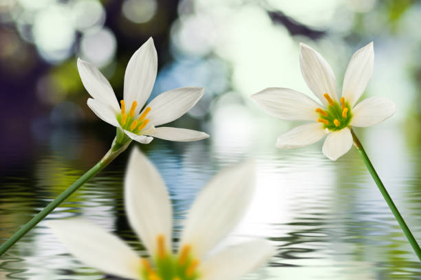 image of beautiful white flower on water background close-up image of beautiful white flower on water background closeup white rain lily stock pictures, royalty-free photos & images