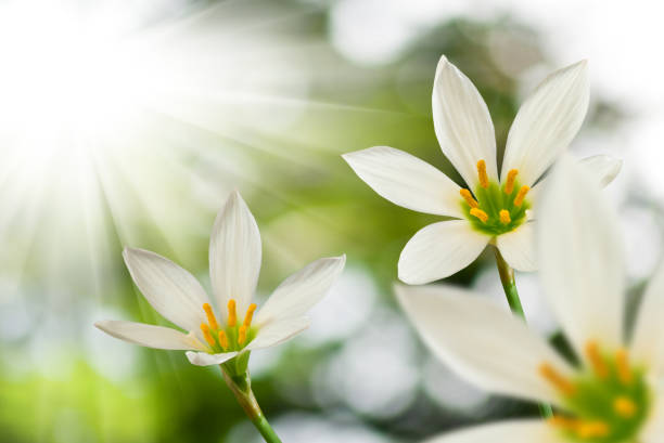 istock beautiful white flower on sun background 855836580