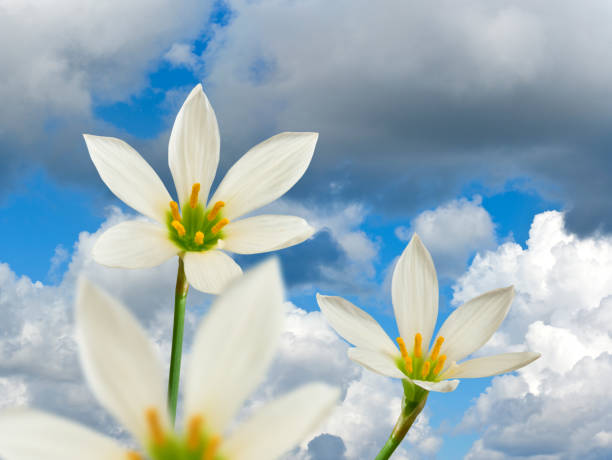 istock image of beautiful white flower on sun background 855836610