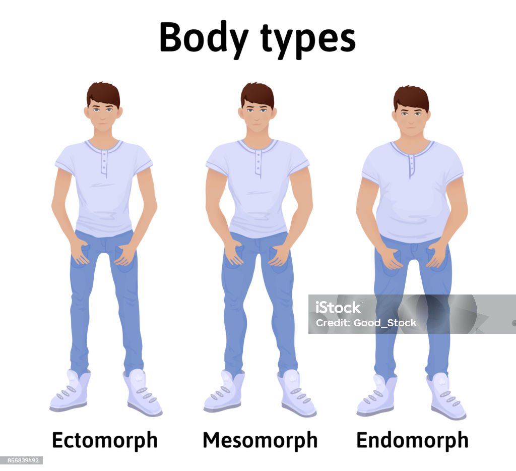 Constitution Of Human Body Man Body Types Endomorph Ectomorph And Mesomorph  Young Men In Tshirts And Jeans Vector Illustration Isolated On White Stock  Illustration - Download Image Now - iStock