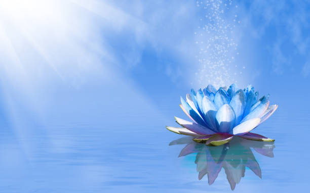 istock image of lotus flower on the water 855840144