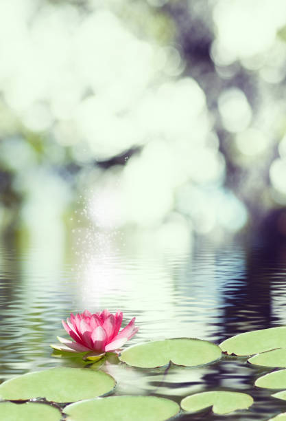 istock image of lotus flower on the water 855840376