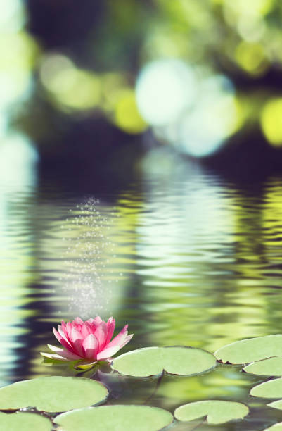 istock image of lotus flower on the water 855840378