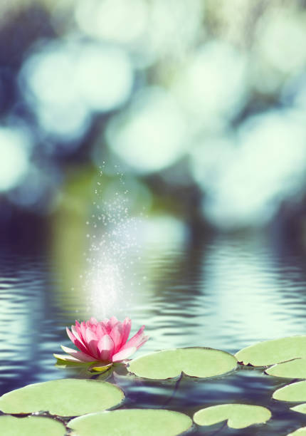 istock image of  lotus flower on the water 855840382