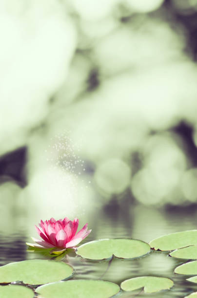 istock image of lotus flower on the water 855840426