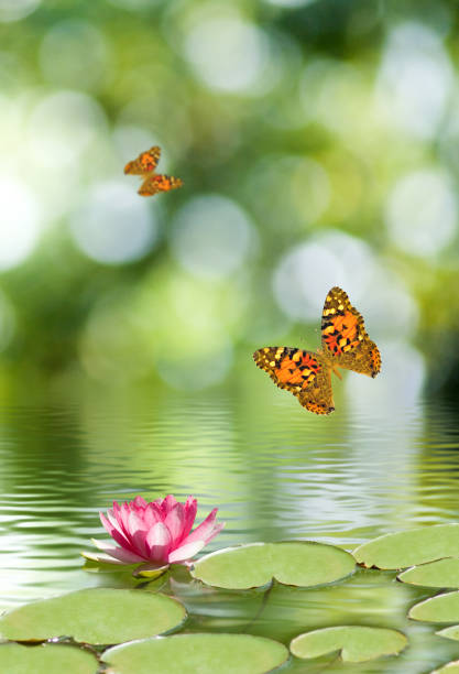 image of lotus flower on the water